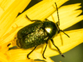 Cryptocephalus aureolus